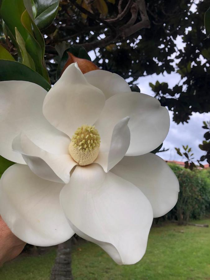 B&B Anna Bolsena Eksteriør billede