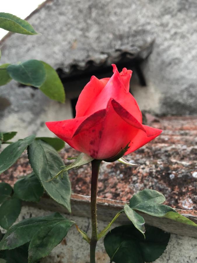 B&B Anna Bolsena Eksteriør billede